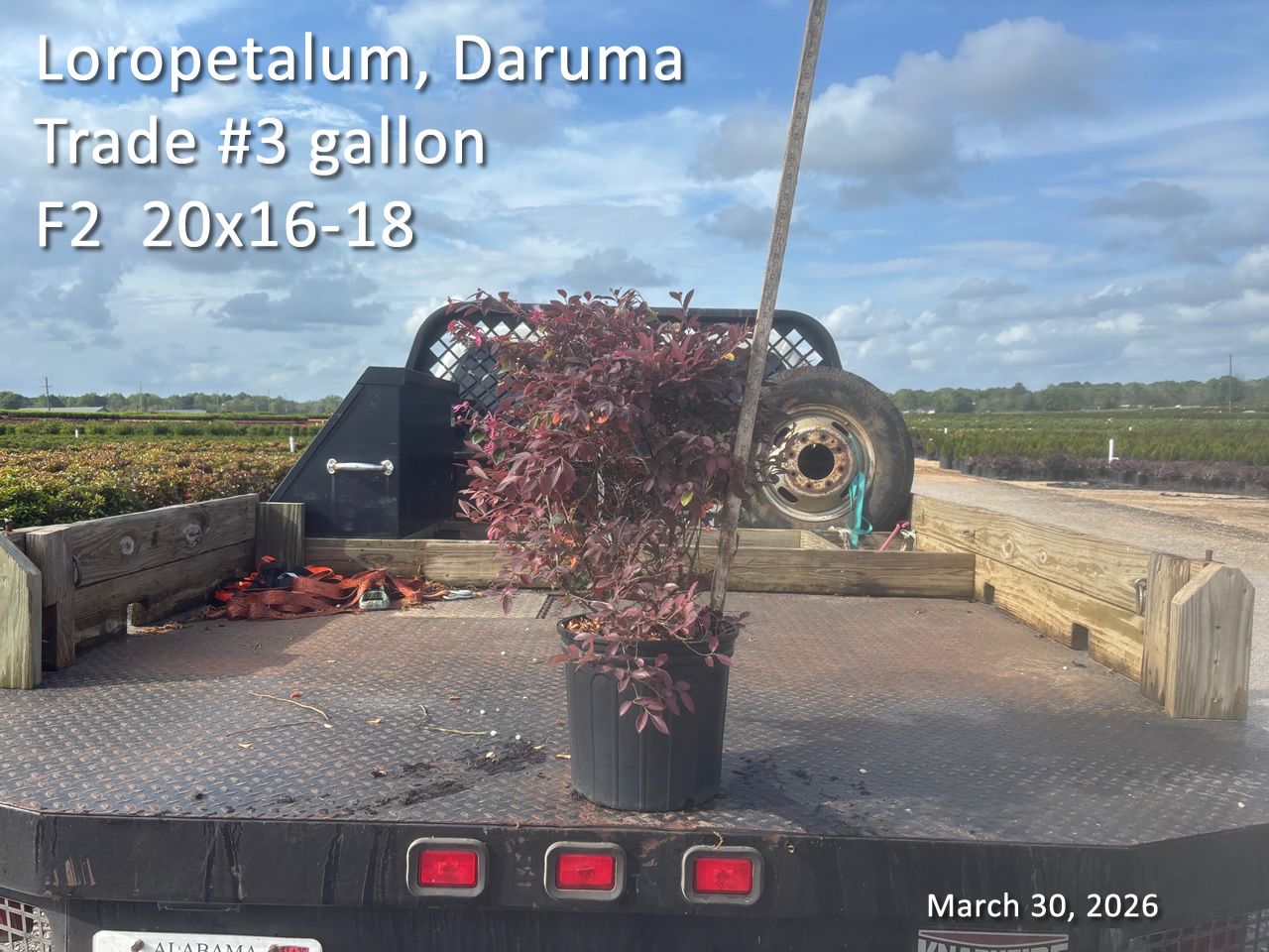 gallery/ldr3t f2 mar30.jpg